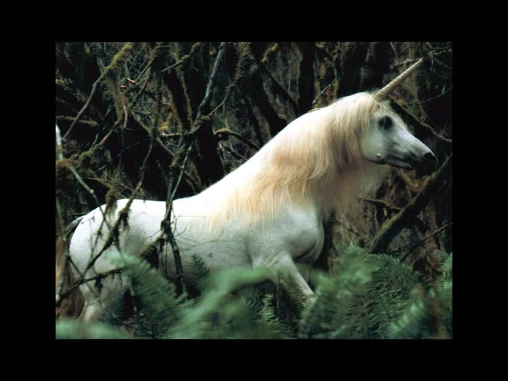 licorne018.jpg